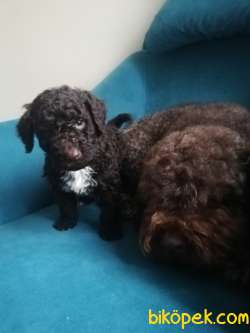 Cholotale Poodle 2