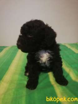 Cholotale Poodle 3