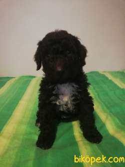 Cholotale Poodle 4