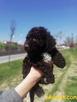 Cholotale Poodle 2