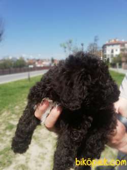 Cholotale Poodle 1