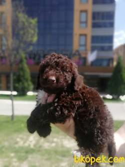 Cholotale Poodle 3