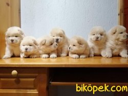 CHOW CHOW 3