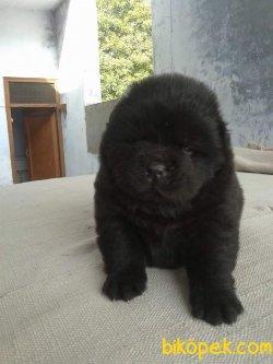 CHOW CHOW 2