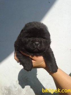CHOW CHOW 1
