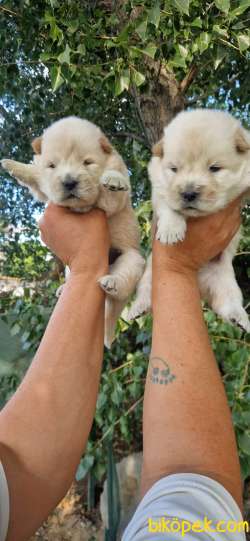 Chow Chow 4