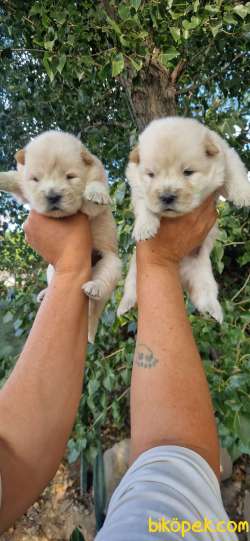 Chow Chow 3