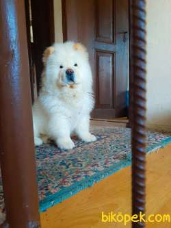 Chow Chow (4 Aylık) Çin Aslanı 1