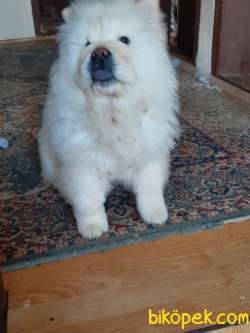Chow Chow (4 Aylık) Çin Aslanı 3