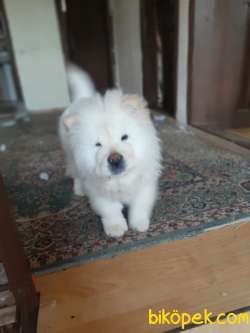 Chow Chow (4 Aylık) Çin Aslanı 2