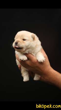 Chow Chow 'Akkuş Üretim Çiftliği' 4