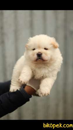 Chow Chow 'Akkuş Üretim Çiftliği' 1