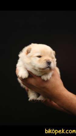 Chow Chow 'Akkuş Üretim Çiftliği' 2