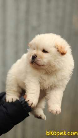 Chow Chow 'Akkuş Üretim Çiftliği' 3