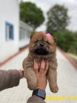 Chow Chow Bebeklerimiz Güzellikleriyle Dikkat Çekiyor 3