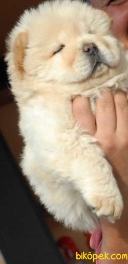 CHOW CHOW BEYAZ ÇİN ASLANI IRK GARANTİLİ 3
