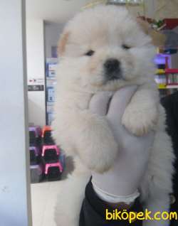 CHOW CHOW BEYAZ ÇİN ASLANI IRK GARANTİLİ 4