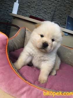 CHOW CHOW BEYAZ ÇİN ASLANI IRK GARANTİLİ 2