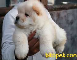 CHOW CHOW BEYAZ ÇİN ASLANI IRK GARANTİLİ 1