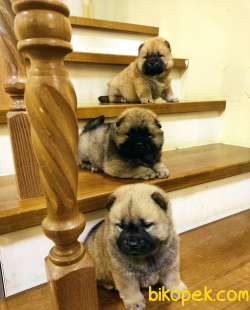 CHOW CHOW BEYAZ YAVRULARIMIZ CHİPLİ PASAPORTLU 3
