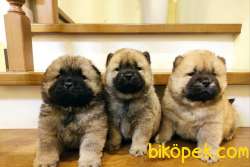 CHOW CHOW BEYAZ YAVRULARIMIZ CHİPLİ PASAPORTLU 2