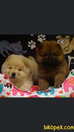 Chow Chow Çiftliğinden Yavrular 5
