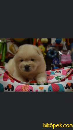 Chow Chow Çiftliğinden Yavrular 3