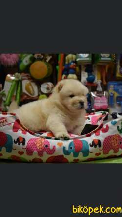 Chow Chow Çiftliğinden Yavrular 4