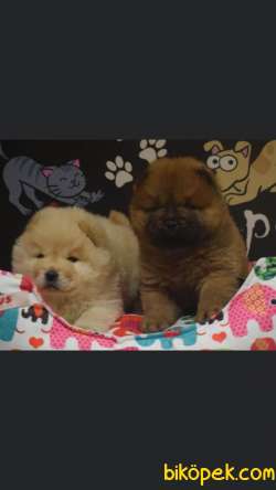 Chow Chow Çiftliğinden Yavrular 2