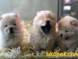 CHOW CHOW ( ÇİN ASLANI ) YAVRULAR 1