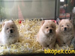 CHOW CHOW ( ÇİN ASLANI ) YAVRULAR 3