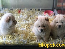 CHOW CHOW ( ÇİN ASLANI ) YAVRULAR 5