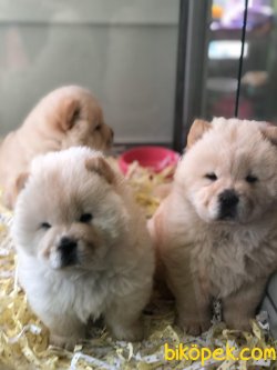 CHOW CHOW ( ÇİN ASLANI ) YAVRULAR 4