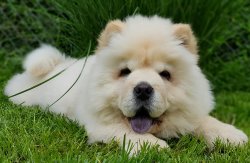 CHOW CHOW ÇİN ASLANI YAVRULARI 3