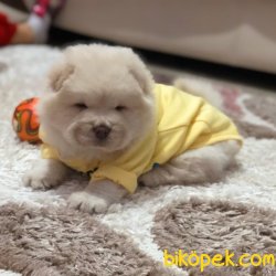 Chow Chow (Çin Aslanı) Yavruları 2