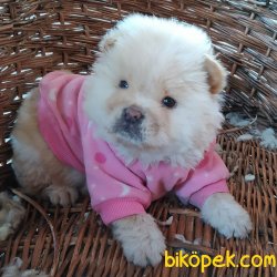 Chow Chow (Çin Aslanı) Yavruları 4