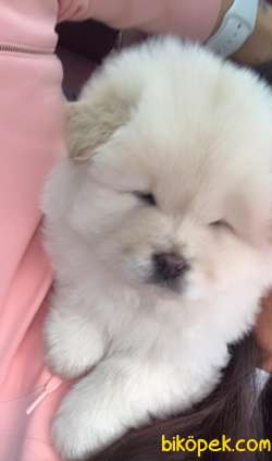 Chow Chow (Çin Aslanı) Yavruları 2