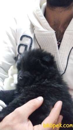 Chow Chow (Çin Aslanı) Yavruları 3