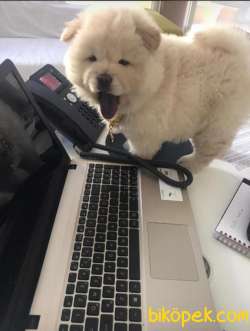 Chow Chow (Çin Aslanı) Yavruları 1