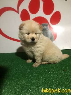 CHOW CHOW -  ÇİN ASLANI YAVRULARIMIZ EVİNİZİN NEŞESİ OLACAKTIR