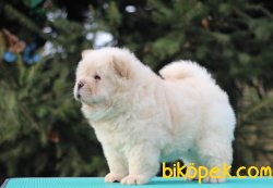 Chow Chow Güzel Ve Sağlıklı Yavrularımız 2