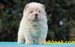Chow Chow Güzel Ve Sağlıklı Yavrularımız 1