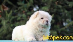 Chow Chow Güzel Ve Sağlıklı Yavrularımız 3