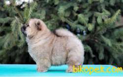 Chow Chow Güzel Ve Sağlıklı Yavrularımız 3