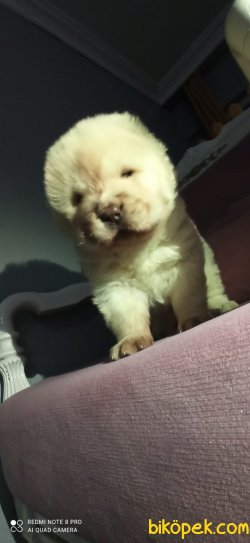Chow Chow Irk Garantili 5