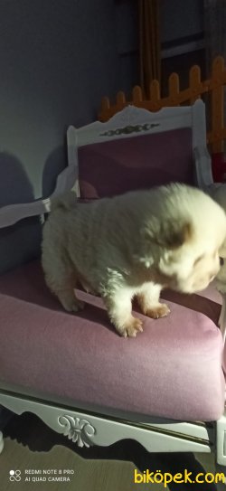 Chow Chow Irk Garantili 4