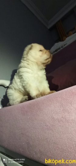 Chow Chow Irk Garantili 1