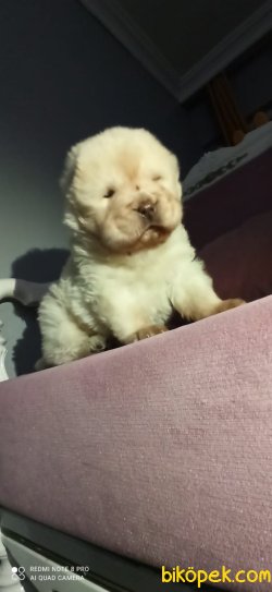 Chow Chow Irk Garantili 2