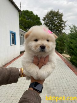Chow Chow Sağlıklı Yavrularımız 1