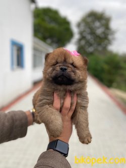 Chow Chow Sağlıklı Yavrularımız 3